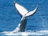 Star of Honolulu Whale Watch Standard Cruise